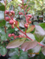 Preview: Kraeuselmyrte Indica Braise d´ete